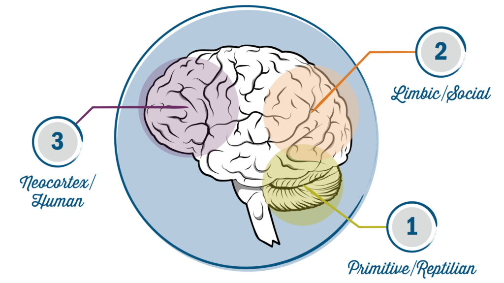 The three parts of the brain that we can leverage through change leadership