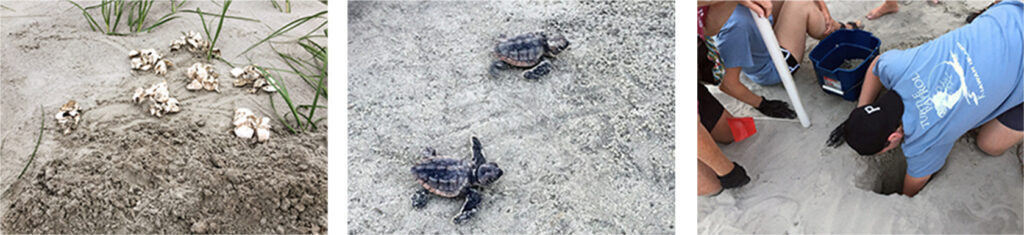 Noah Adler volunteering with Kiawah Island Turtle Patrol