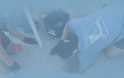 A Better World for Turtles